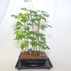 May include: A small green bonsai tree in a black rectangular pot with a black tray. The tree has multiple trunks and is surrounded by small rocks and moss.