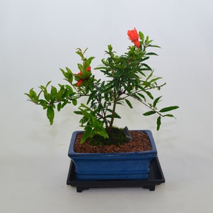 Dwarf Pomegranate, 6 years old, broom style, edible fruits
