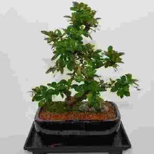 Fukien Tea, 12 years old for indoor, S trunk style, blooms white flowers ( no shipping to CA )