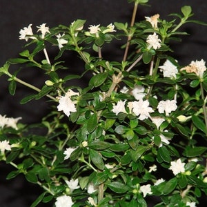 May include: A small white flowering plant with green leaves. The plant is in a pot, but the pot is not visible in the image.