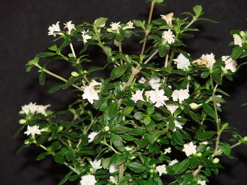 May include: A small white flowering plant with green leaves. The plant is in a pot, but the pot is not visible in the image.