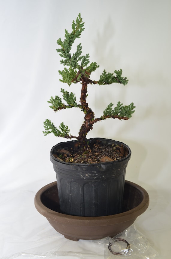 red maple bonsai tree Large Trident Maple Specimen Bonsai main image 1