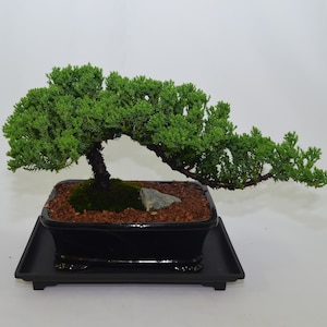 May include: A green juniper bonsai tree in a black ceramic pot with a brown tray. The tree has a curved trunk and branches, and is growing in a bed of brown gravel.