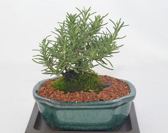 Indoor Bonsai, Rosemary, edible, 5 year sold, broom style