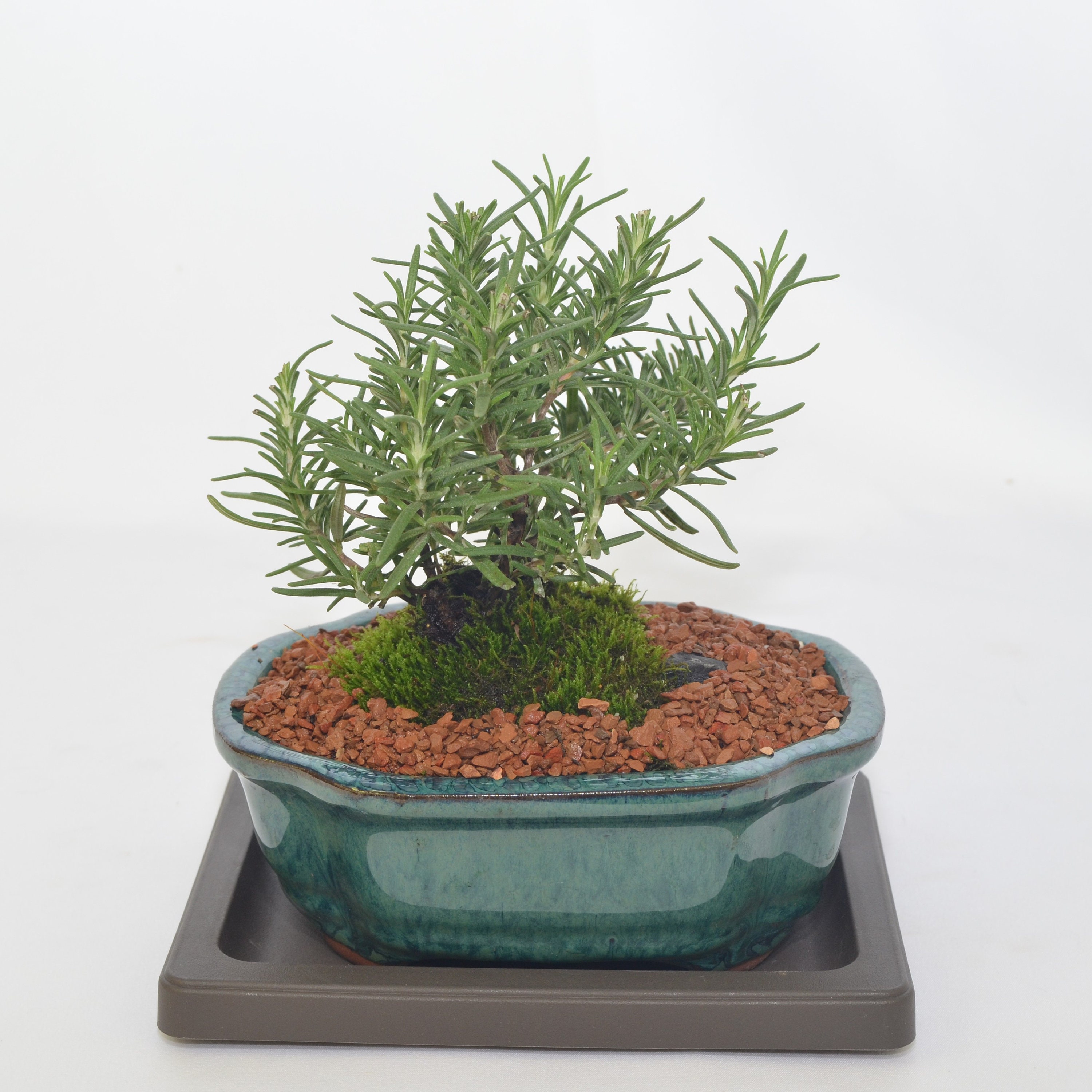Indoor Bonsai, Rosemary, Edible, 5 Year Sold, Broom Style - Etsy