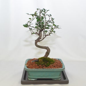 Chinese elm, classic bonsai, 10 years old, S trunk Style