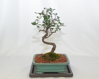 Chinese elm, classic bonsai, 10 years old, S trunk Style