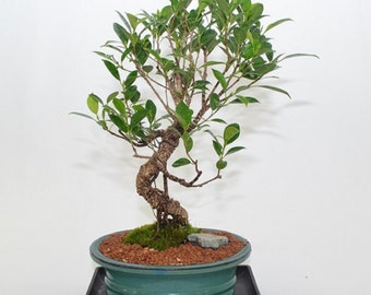 Banyan, 12 years old, S trunk style for indoor