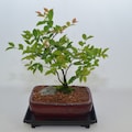 Indoor Bonsai, Jaboticaba, 5 years old, fruits, broom style, dropping leaves in Winter.