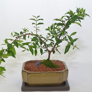 Barbados Cherry, indoor bonsai, 5 years old, pink flowers, edible fruits, broom style. (No shipping to CA)
