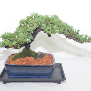 eibe wachstum im jahr Gemeine Eibe (Taxus baccata) | 100-125 cm im Topf main image 1
