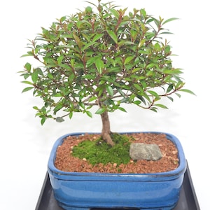 May include: A small bonsai tree with green leaves and red stems in a blue ceramic pot with a brown tray. The tree is in a small pot with a rock and moss.