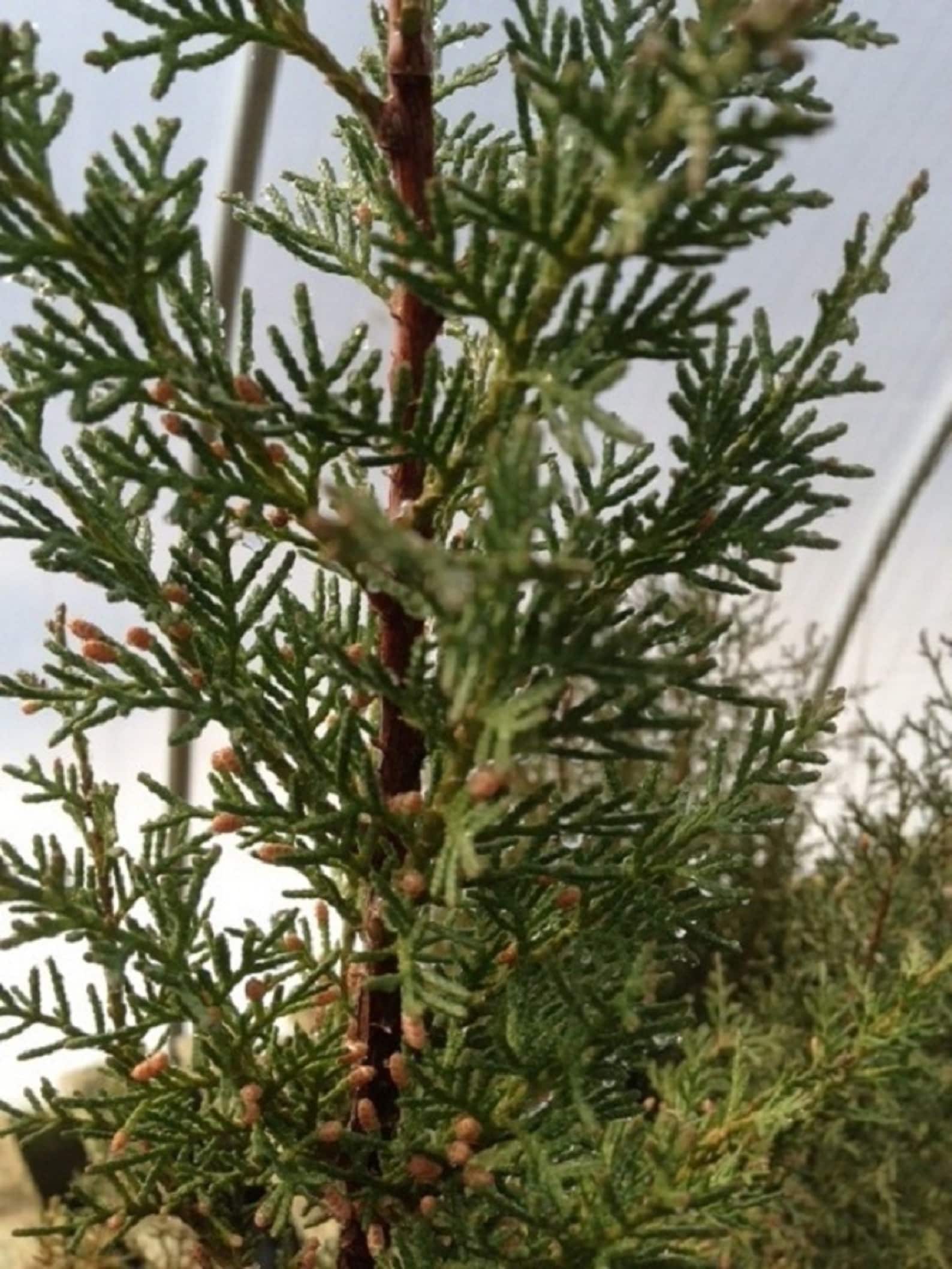 Japanese Juniper Traditional Bonsai 5 Years Old Windswept Etsy