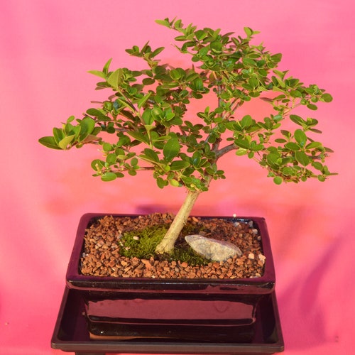 dragon jade plant Dischidia Dragon Jade 4" Hanging Basket