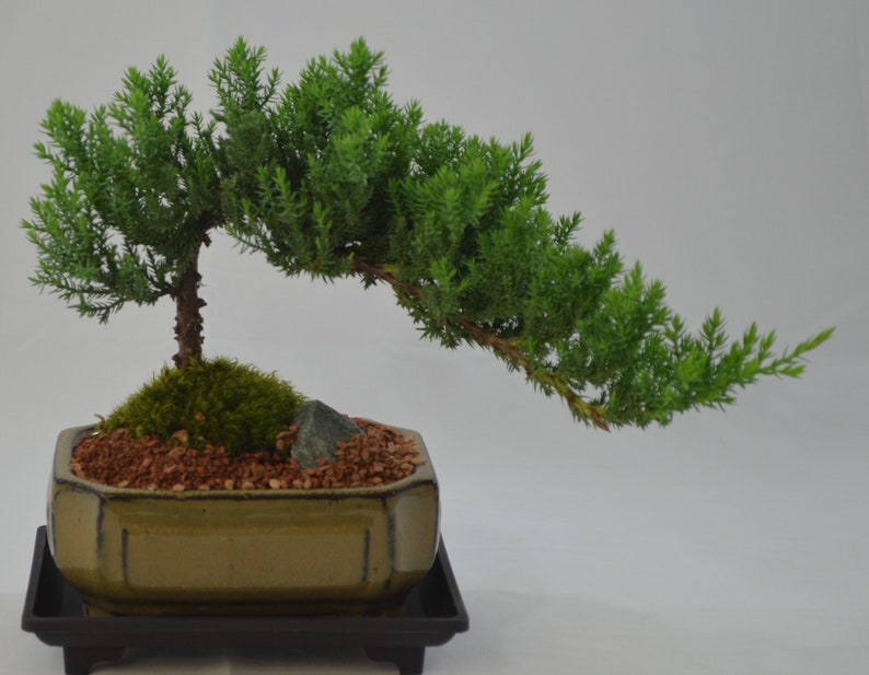 Japanese Juniper traditional bonsai 6 years old windswept Etsy