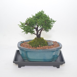 Bonsai 5 Years Old - Etsy