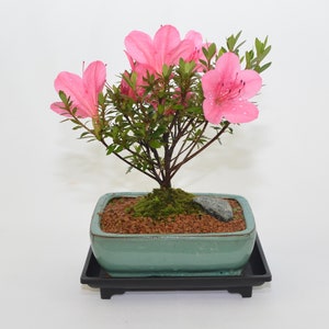 Azalea Chinzan, pink flowers for indoor, multiple bloom per year, 5 years old.