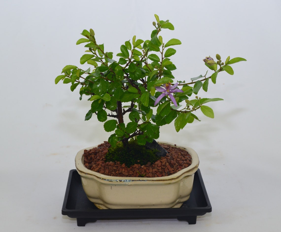 Indoor Bonsai Grewia 5 Years Old Purple Flowers Broom Etsy