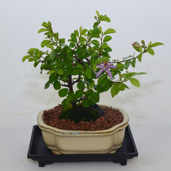 Indoor Bonsai, Grewia, 5 years old, purple flowers, broom style