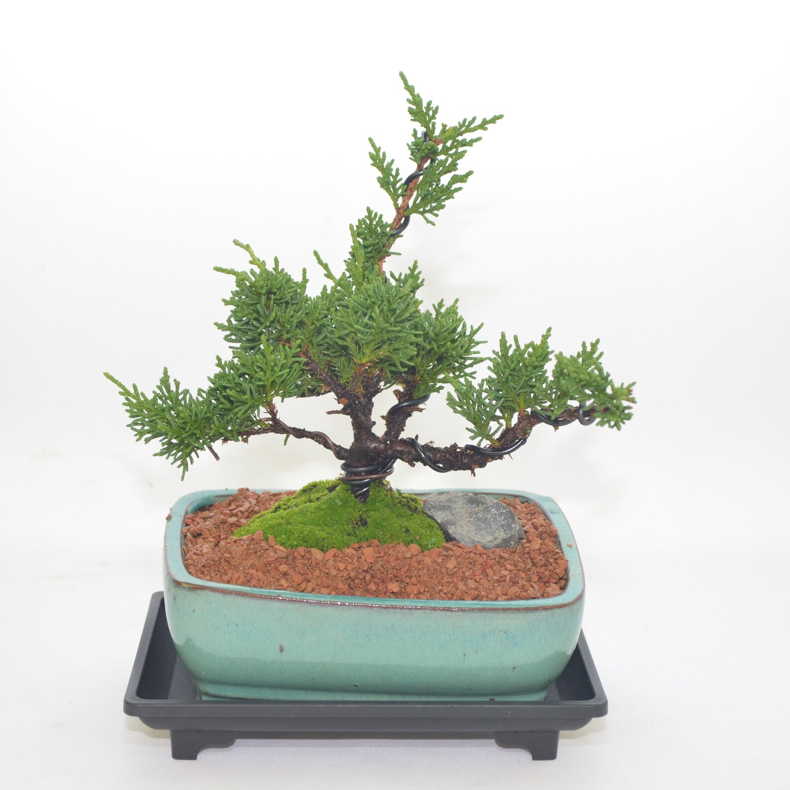 Shimpaku Juniper Chinese Juniper upright style 5 years Etsy