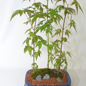 May include: A blue ceramic bonsai pot with a brown tray. The pot contains three small maple trees with green leaves and red stems. The soil is brown with small gray rocks and green moss.