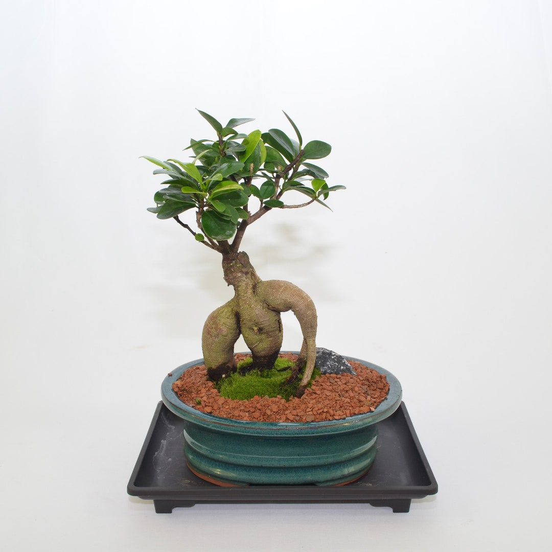 china restaurant bonsai laatzen 'Zen' the Chinese Elm main image 1