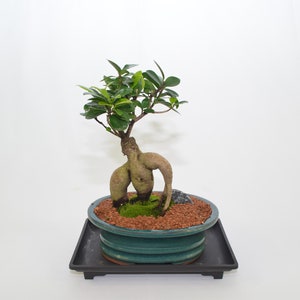 Ficus microcarpa (Ginseng ficus)  indoor bonsai, 10 years old, roots style (No shipping to CA)