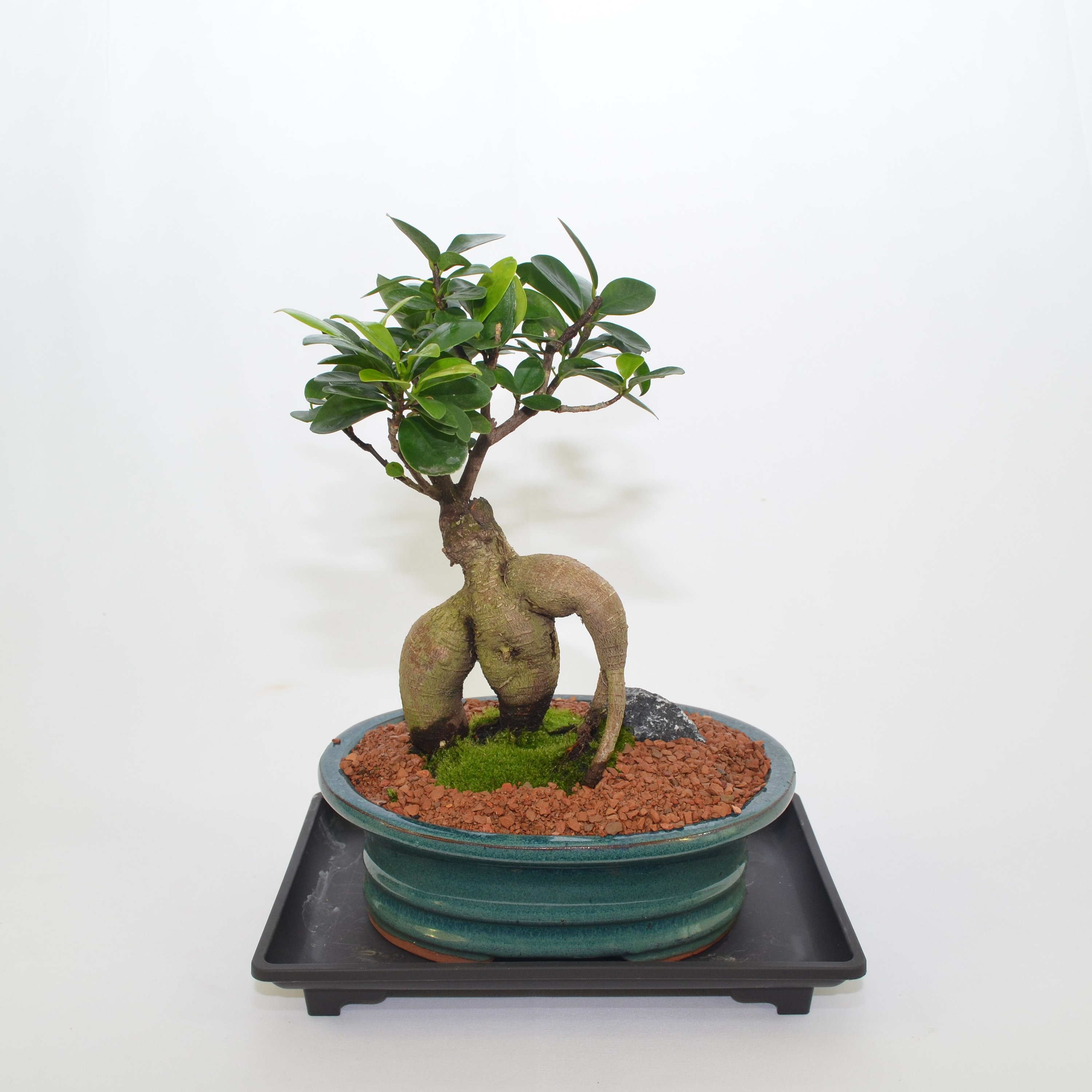 Ficus Microcarpa (ginseng Ficus) Indoor Bonsai, 10 Years Old, Roots Style -  Etsy