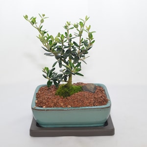 May include: A small olive tree bonsai in a teal ceramic pot with a brown saucer. The tree has green leaves and is growing in a bed of brown gravel.