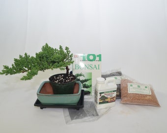Bonsai starter kit / Medium, do it yourself bonsai.