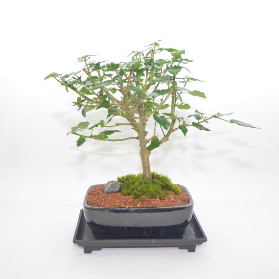 Indoor Bonsai, Sleeping Hibiscus, broom style, 10 years old, bright red flowers
