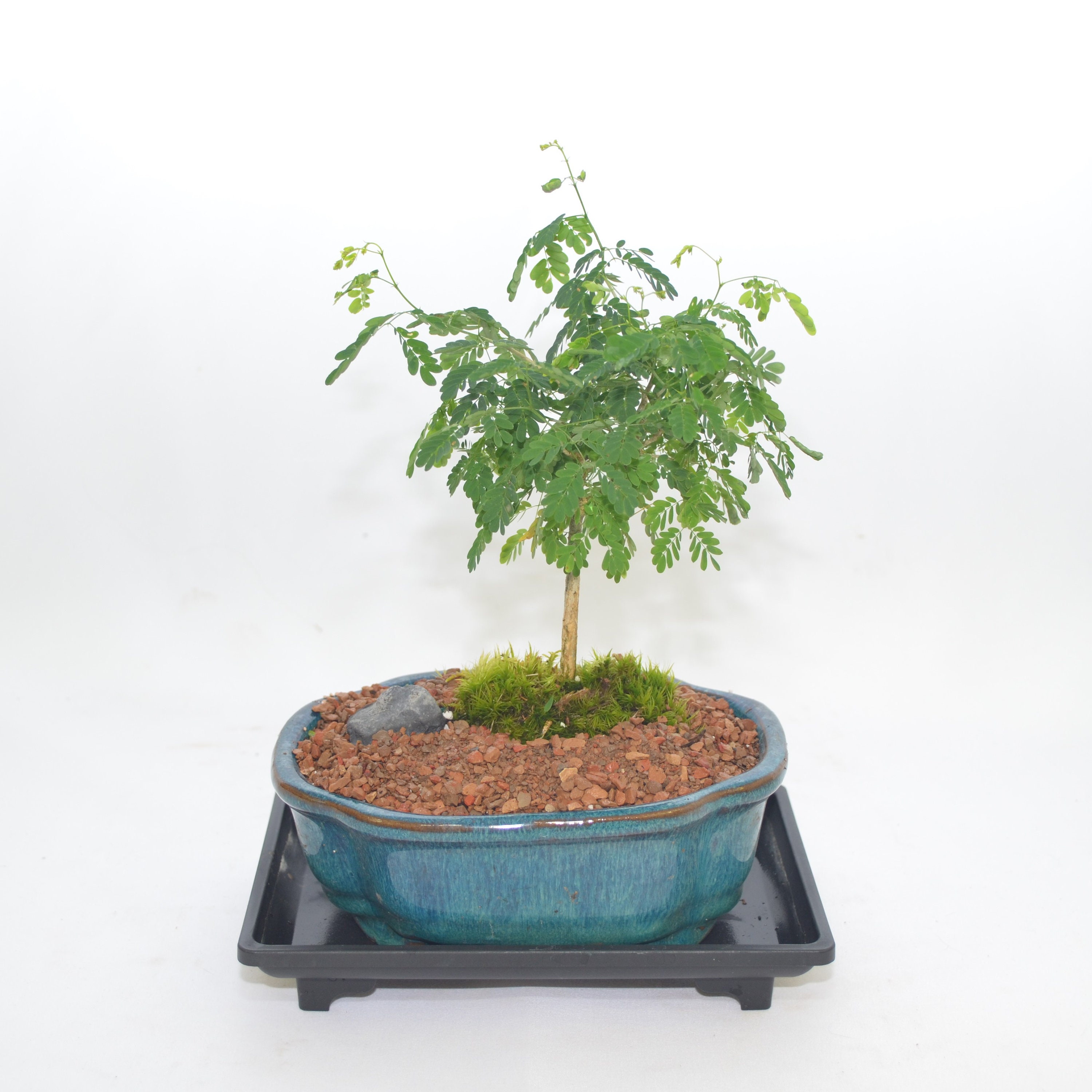 Indoor Bonsai Brazilian Rain tree 5 years old broom style Etsy