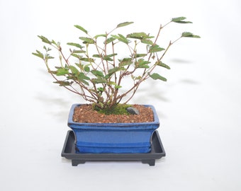 Mimosa Pudica ( touch me not ) sensitive leaves, 5 years old, broom style, conditions may vary, must see description before purchasing