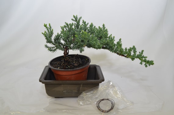 Pre- Bonsai, traditional Bonsai, Japanese juniper, windswept style, 5 years  old, wire training.