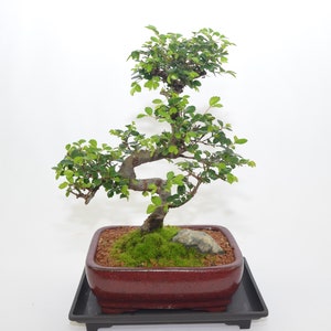Chinese Elm 12 years old for indoor, S trunk style ( no shipping to CA )