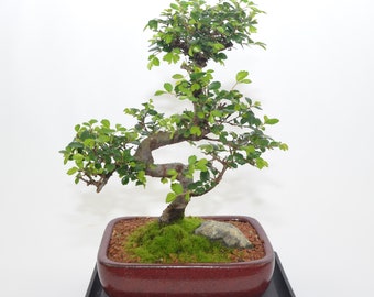 Chinese Elm 12 years old for indoor, S trunk style