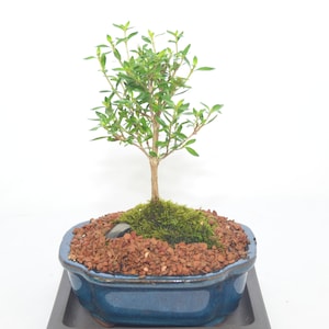 May include: A small bonsai tree with green leaves in a blue ceramic pot. The pot is sitting on a wooden base.