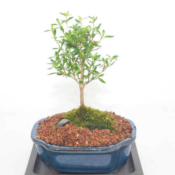 Indoor Bonsai, Serissa Thousand star, tiny white flowers, broom style, 4 years old