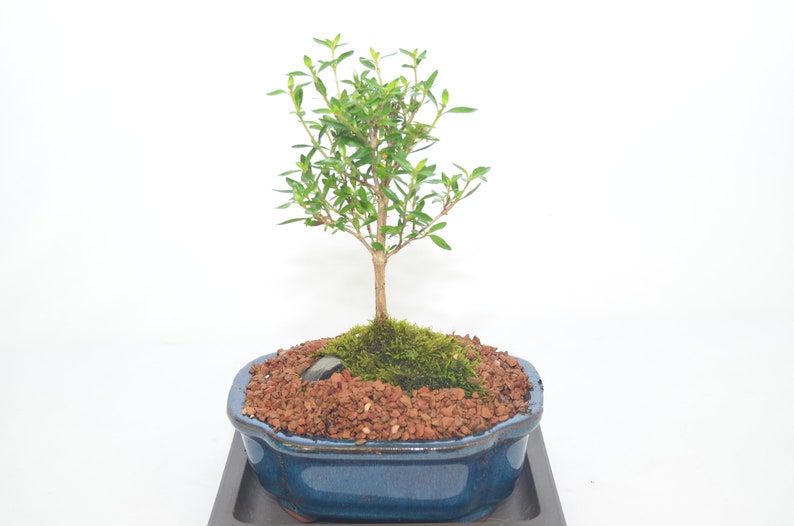 May include: A small bonsai tree with green leaves in a blue ceramic pot. The pot is sitting on a wooden base.