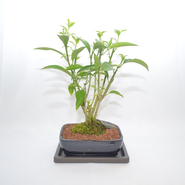 Night blooming jasmine bonsai, very fragrant white flowers, broom style, 8 years old for indoor