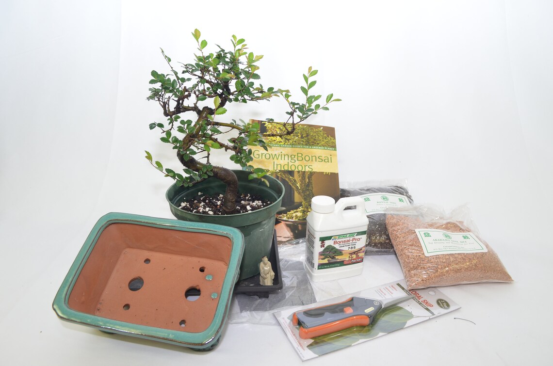 Bonsai Starter Kit / Deluxe Kit With 10 Years Old Chinese Elm Etsy
