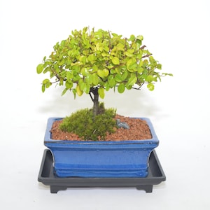 Chinese Sweet Plum 5 years old, broom style, indoor bonsai