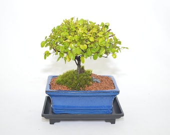 Chinese Sweet Plum 5 years old, broom style, indoor bonsai