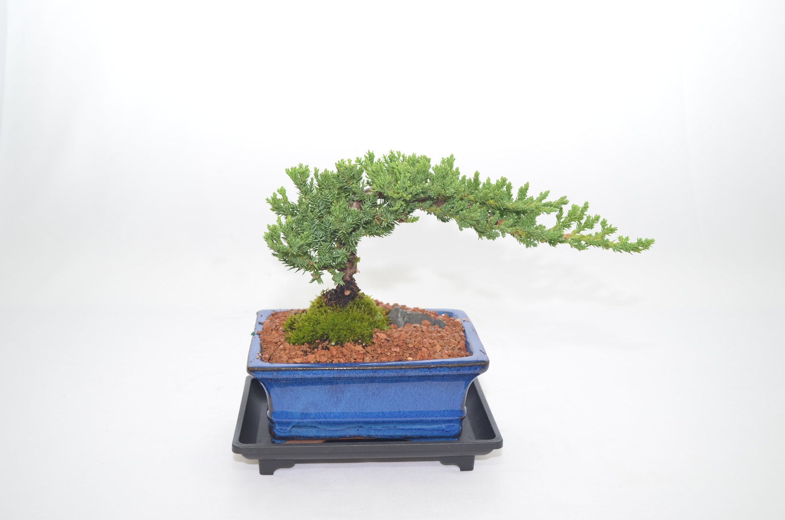 Japanese Juniper Traditional Bonsai 5 Years Old Windswept Etsy