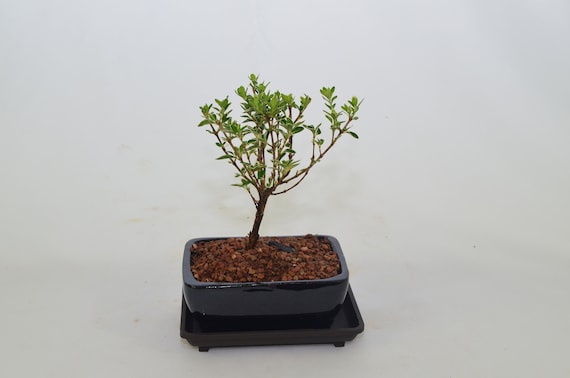ryuga bonsai werkzeug Ryuga 3 in 1 Bonsai Shears main image 1