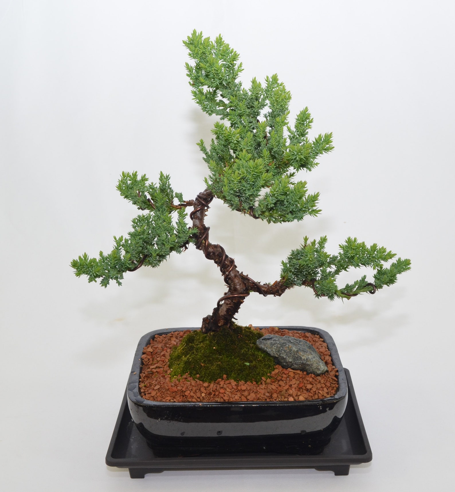 Japanese Juniper traditional bonsai upright style 10 years Etsy