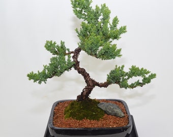 Japanese Juniper, traditional bonsai, upright style, 10 years old. ( no shipping to CA )