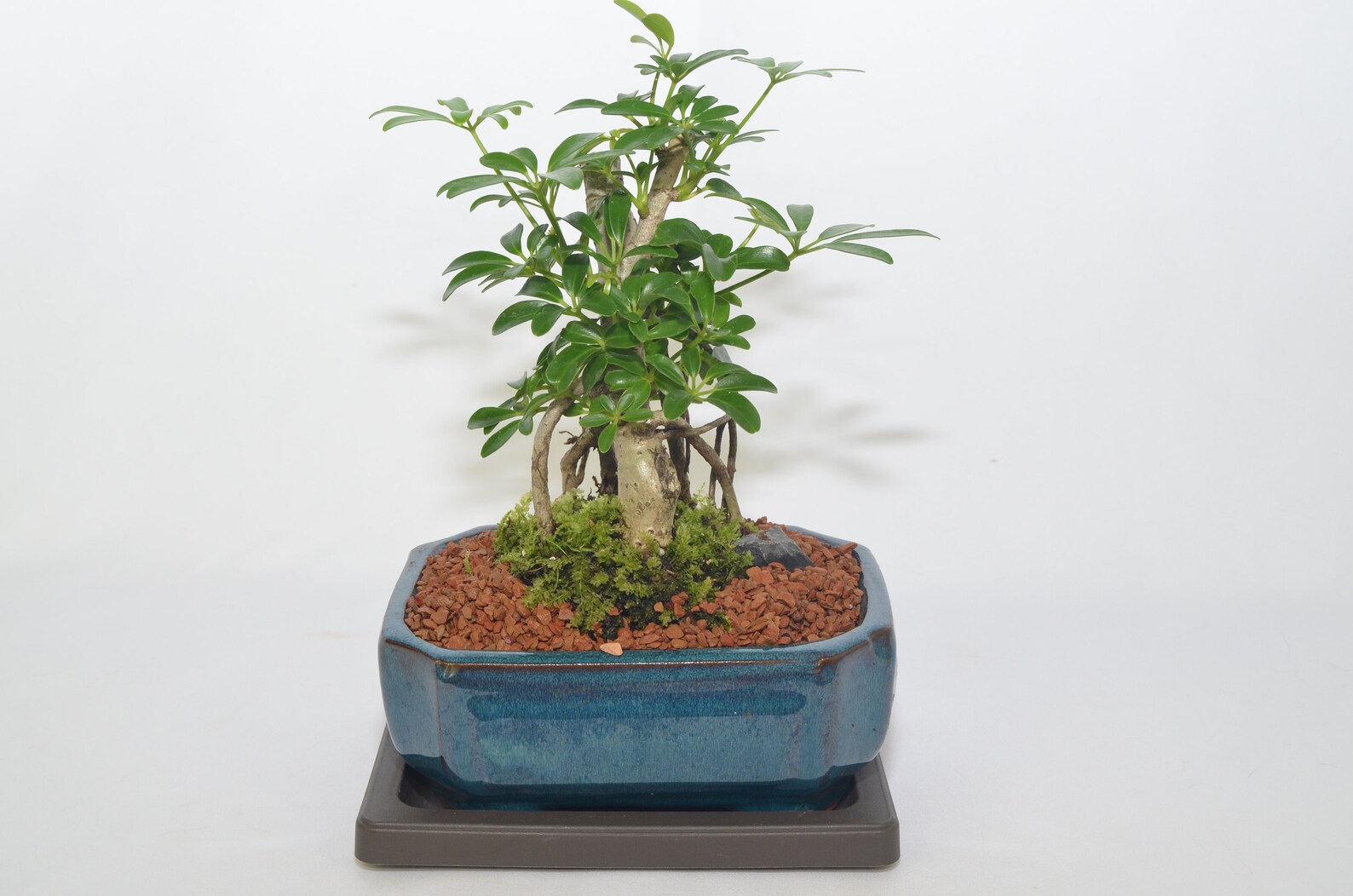 Indoor Bonsai Dwarf Schefflera hawaiian Umbrella Tree Roots Etsy