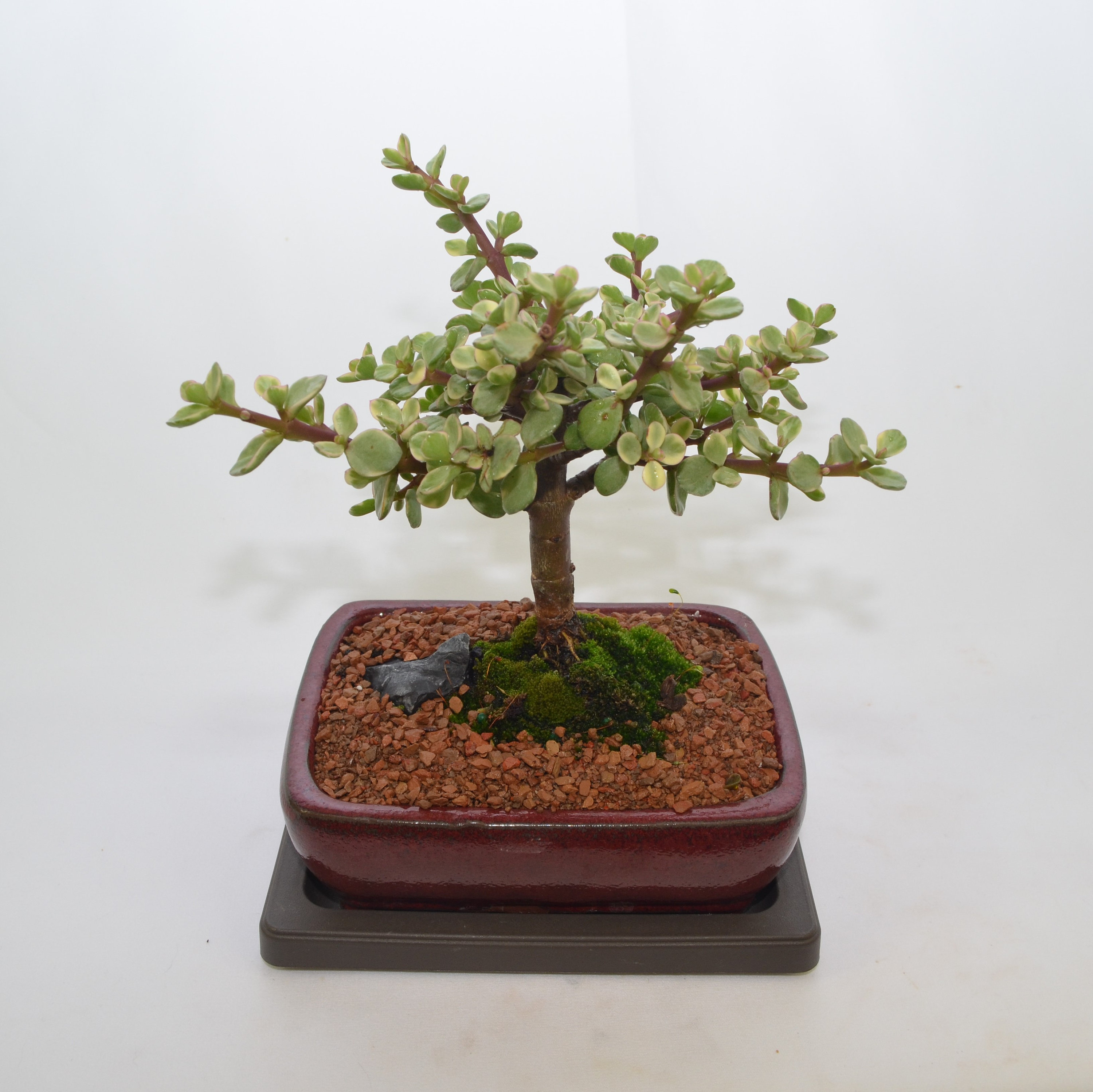 Indoor Bonsai Variegated Mini Jade Broom style 5 years old. Etsy