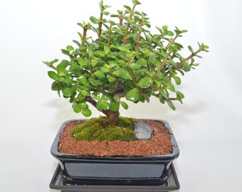 Mini Jade (money tree) 12 years old, broom style perfect for indoor Bonsai